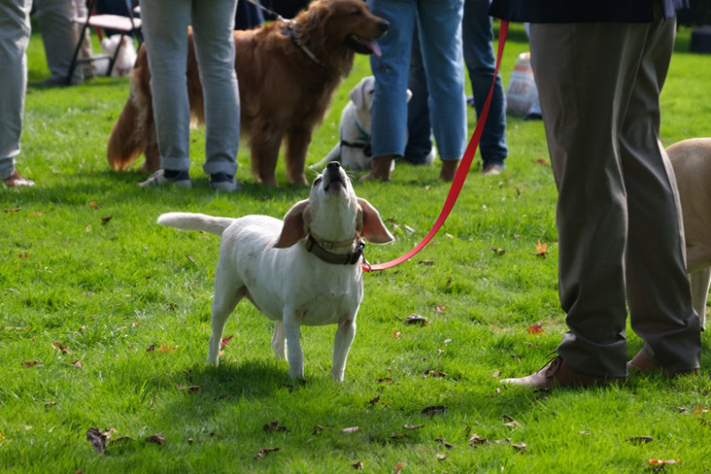 Blessing of the Animals in East Hampton