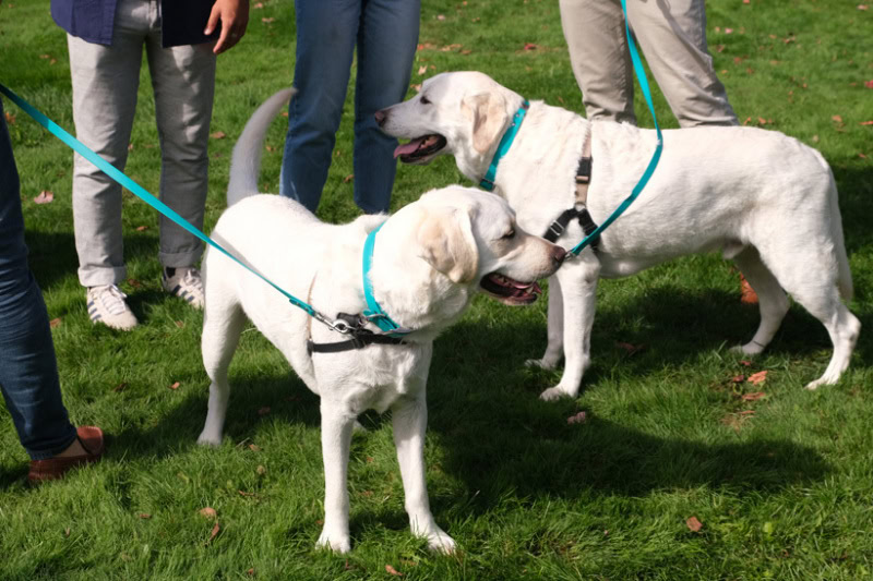 Blessing of the Animals in East Hampton
