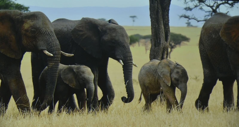 World Elephant & Lion Film Festival at Southampton Arts Center