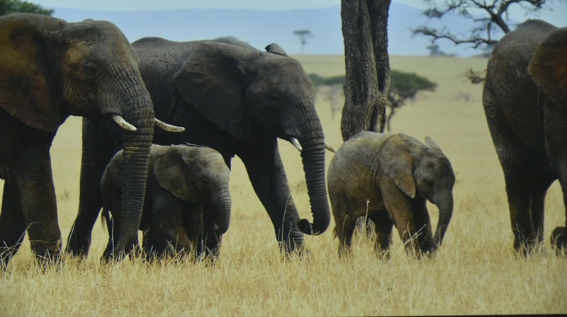 World Elephant & Lion Film Festival at Southampton Arts Center