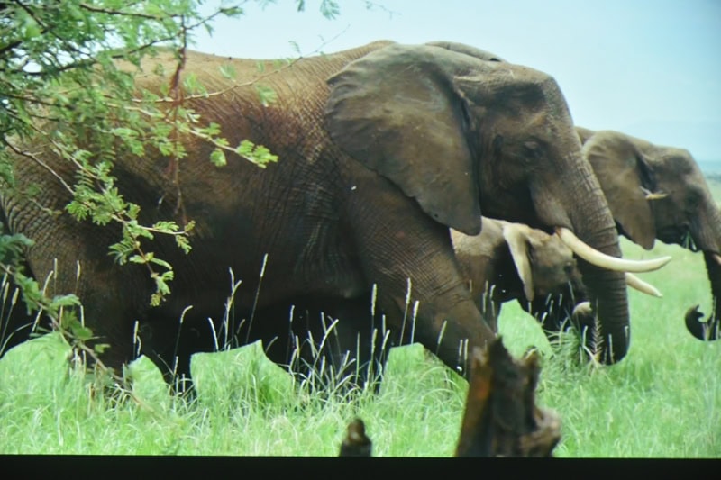 World Elephant & Lion Film Festival at Southampton Arts Center