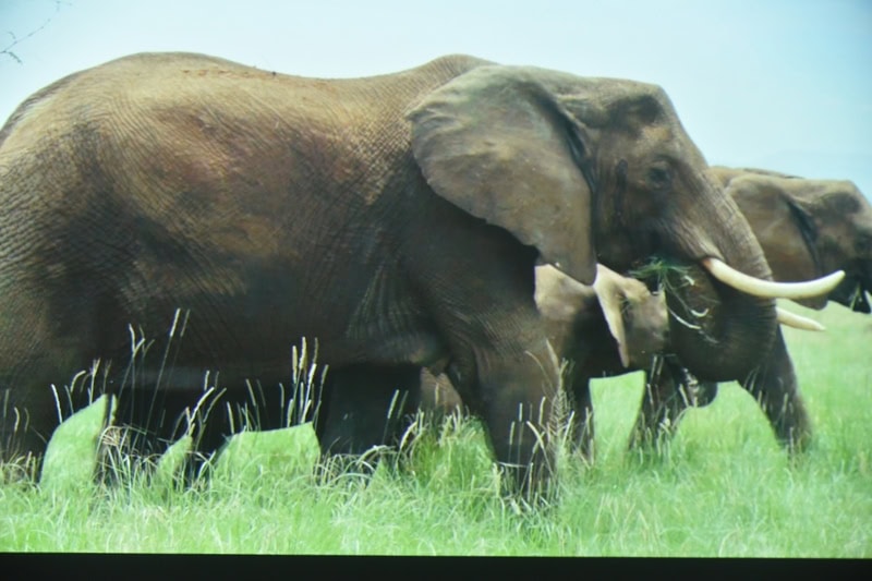 World Elephant & Lion Film Festival at Southampton Arts Center