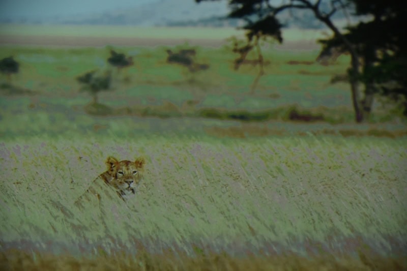 World Elephant & Lion Film Festival at Southampton Arts Center