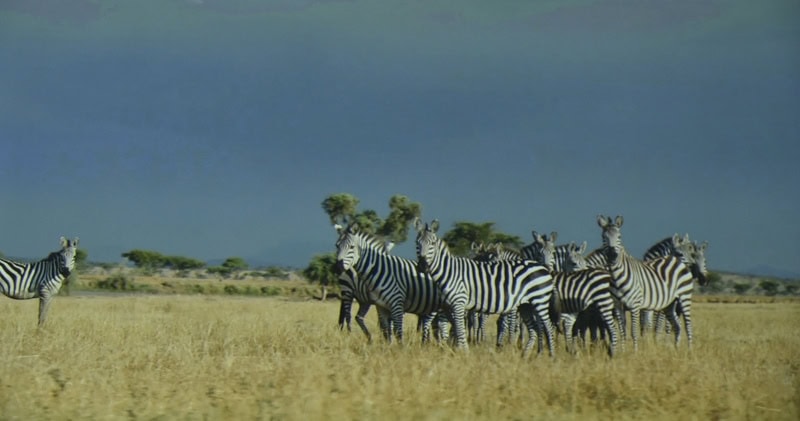 World Elephant & Lion Film Festival at Southampton Arts Center