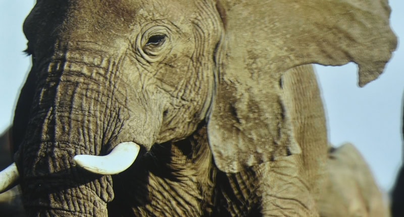 World Elephant & Lion Film Festival at Southampton Arts Center