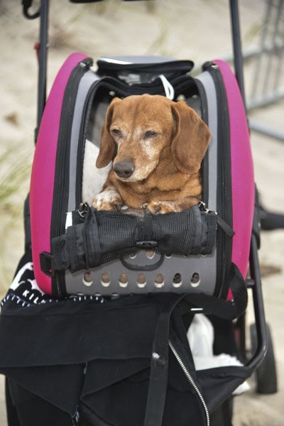 Southampton Animal Shelter "So Fetch" Beach party