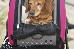 Southampton Animal Shelter "So Fetch" Beach party