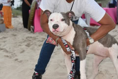 Southampton Animal Shelter "So Fetch" Beach party