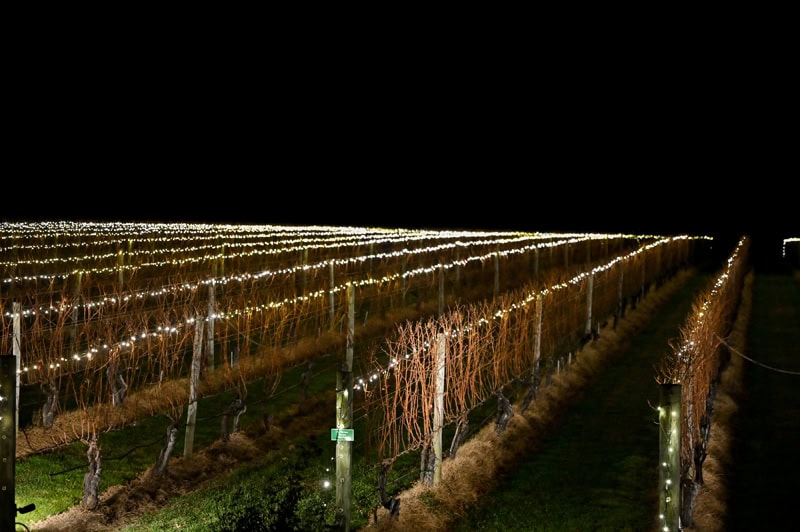 Lighting-of-the-Vines