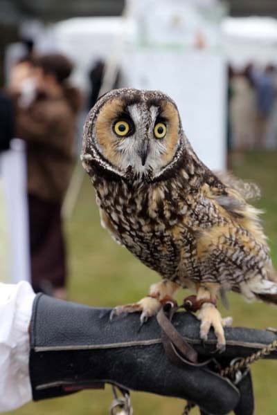 "Get Wild" Wildlife Benefit -Evelyn Alexander Wildlife Rescue
