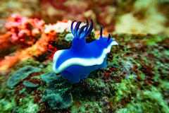 he Under Sea World of the Philippines "Vibrant Depths" Photography Exhibit