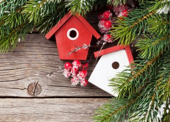 SOFO’s Annual Decorate A Holiday Tree For The Birds