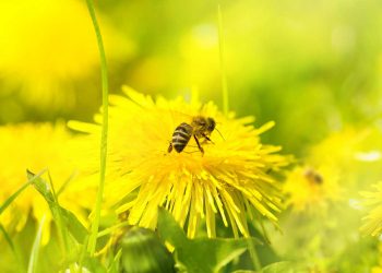 Honey Bees & Honey Zoom Event With Deborah Klughers