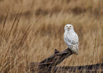 SOFO’s Snowy Owl Sightings In Bridgehampton
