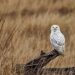 SOFO’s Snowy Owl Sightings In Bridgehampton