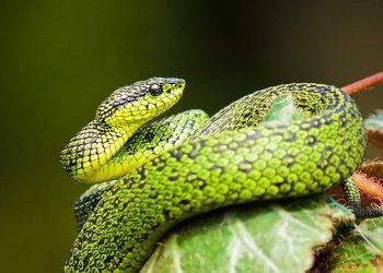 SOFO’s Animal Zoom Serpent Symphonies Presentation