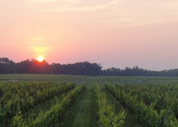 Growing Green:  Sustainable Wines In The Hamptons And On The North Fork
