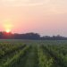 Growing Green: Sustainable Wines In The Hamptons And On The North Fork