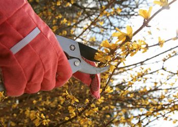 Hamptons Winter Garden Activities