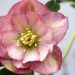 Hellebores in The Hamptons: The Perfect Perennial