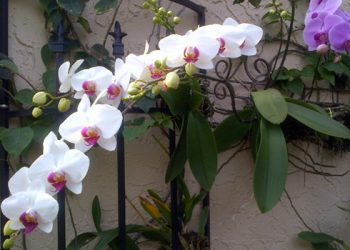 Alluring Orchids:  Dead Or Alive?