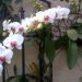 Alluring Orchids:  Dead Or Alive?