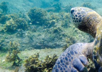 Cruising The Galapagos Islands:  A Luxury Trip In Darwin’s Playground