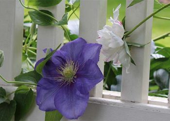 Enchanted April In The Hamptons