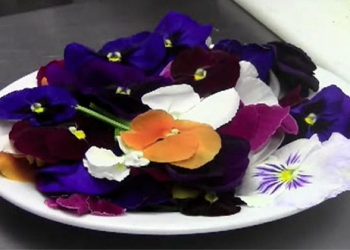 Chocolate Pansy Cookie Recipe With Mali B. Sweets Owner, Miche Bacher