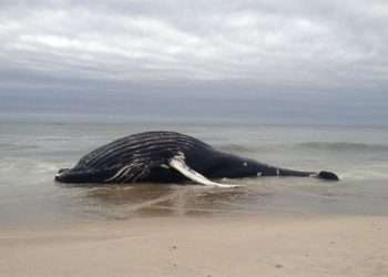 Beached Whale Washes Up On Hamptons Shore