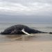 Beached Whale Washes Up On Hamptons Shore