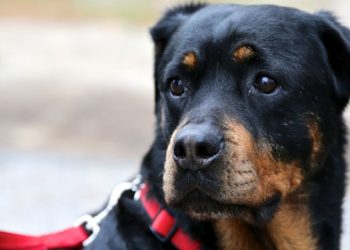 Annual ARF Day In East Hampton Gives Animals Chance At A New Home