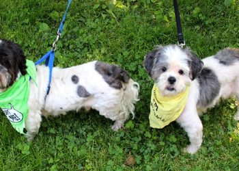 Hamptons Puppy Mill Rescue Program Receives Grant Through Petco Foundation