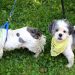 Hamptons Puppy Mill Rescue Program Receives Grant Through Petco Foundation