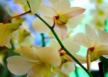 East Hampton Garden Club Sowing Tradition And Greenery