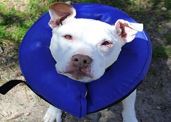 Southampton Animal Shelter Foundation Teams Up Maddies Fund For Record Breaking  Adopt-A-Thon