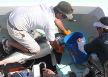 Groundbreaking Catch And Release Shark Fishing Tournament Comes To Montauk