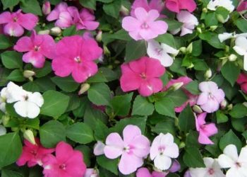 Beating The Great Hamptons Impatiens Blight