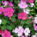 Beating The Great Hamptons Impatiens Blight
