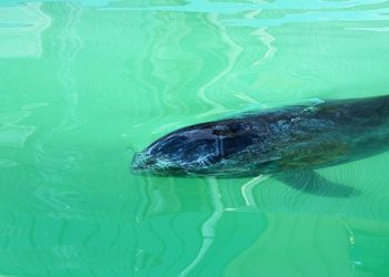 The Riverhead Foundation For Marine Research And Preservation Rescues A Risso