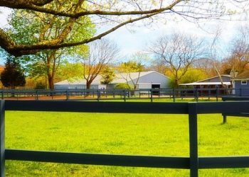 Stony Hill Stables: Hamptons Horses Help Kids