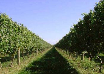 Hamptons & North Fork Vineyards:  Wine & Music Always A Great Time!