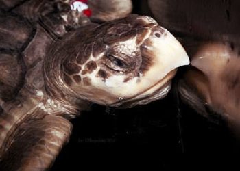 Record Sea Turtle Release In The Hamptons