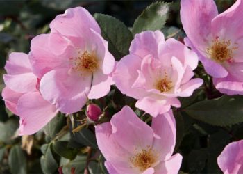 Blooming:  Easy Roses For Hamptons Gardens