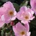 Blooming:  Easy Roses For Hamptons Gardens