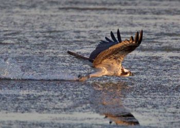 Annual Eastern Long Island Audubon Society Celebration Features Presentation From Norman Smith