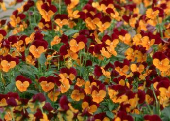 Tired of Mums? Plant Pansies This Fall