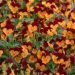 Tired of Mums? Plant Pansies This Fall