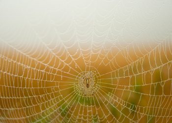 Hamptons Art Show Provides Awareness For Domestic Violence Agency