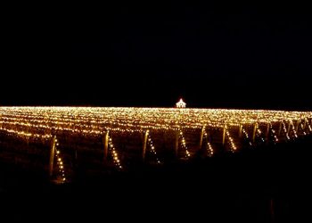 Hamptons Festival Of Trees And Lighting Of The Vines Benefits Two East End Charities